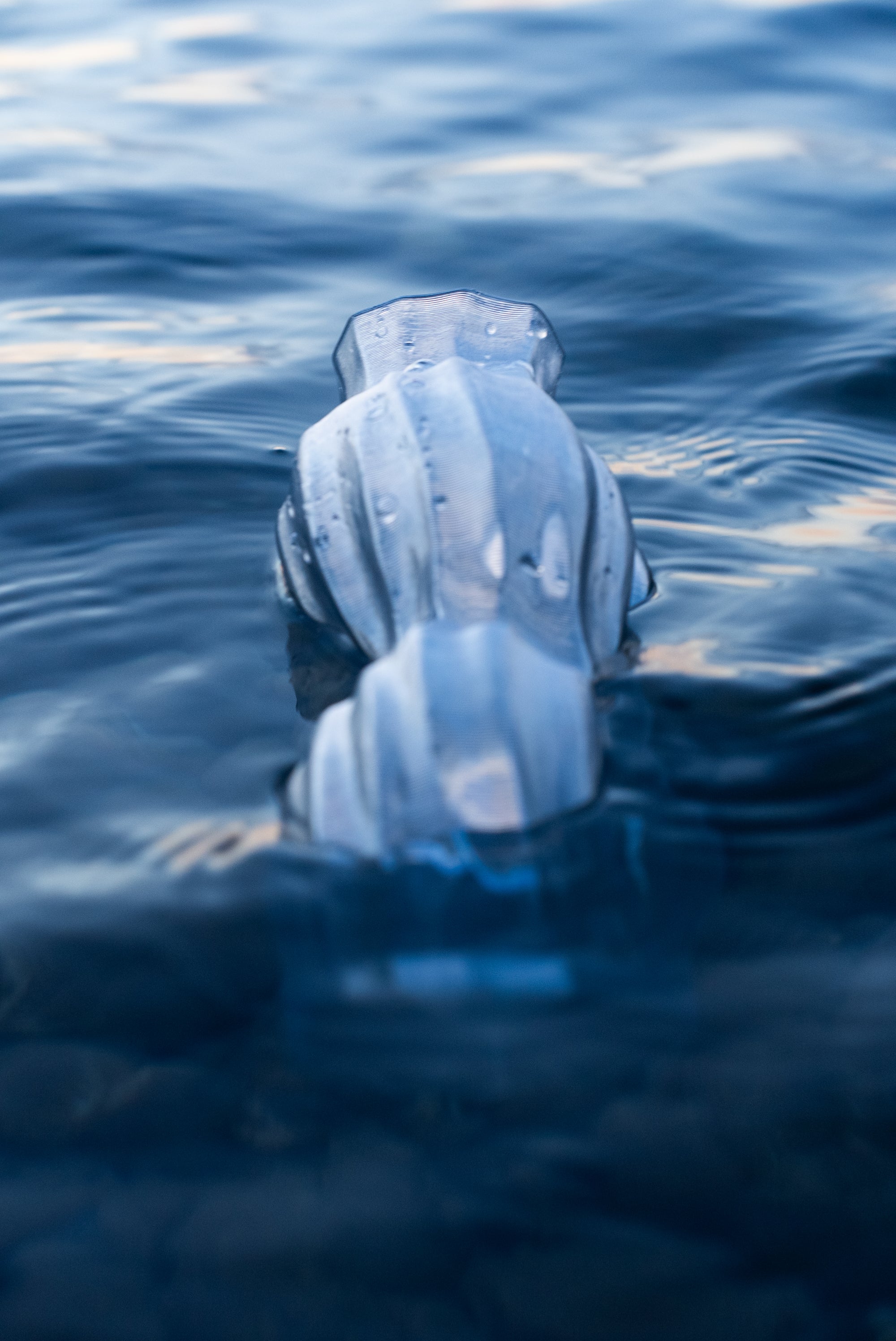 Vase Aria transparent en train de flotter dans la mer au lever du soleil, vu de dos.