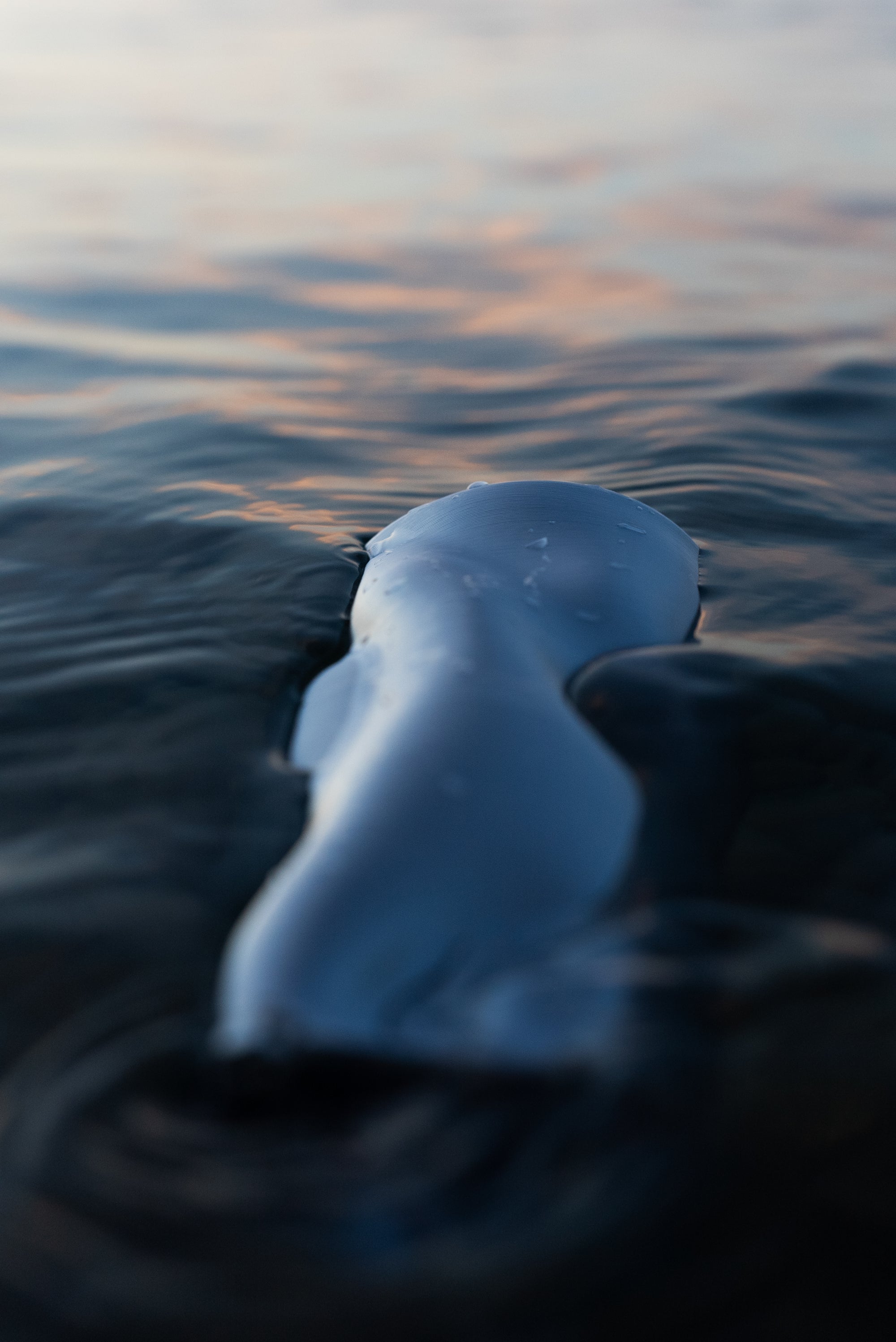 Vase Riflesso en PLA chromé flottant sur l’eau au lever du soleil, design ondulé inspiré de la mer